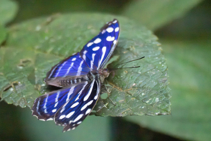 Tropical Wave Butterfly