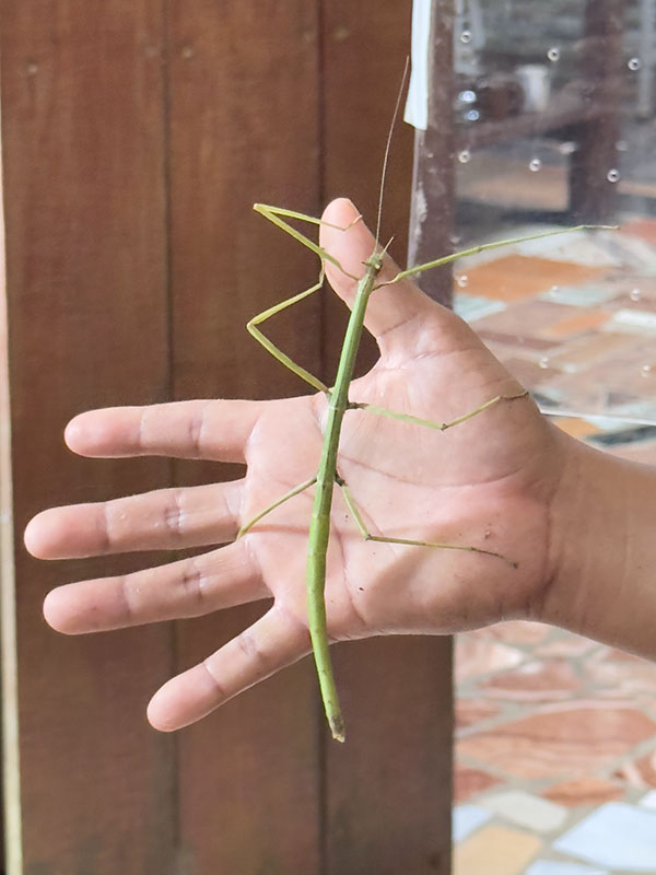Walking Stick