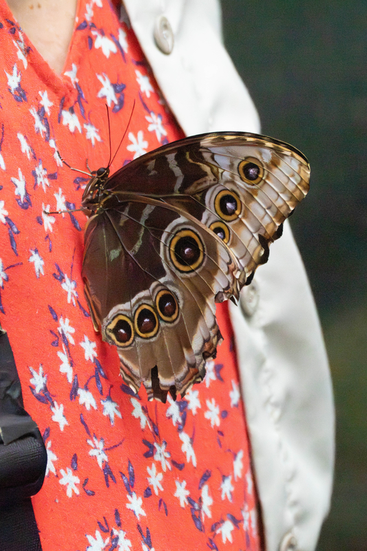 Wearable Butterfly