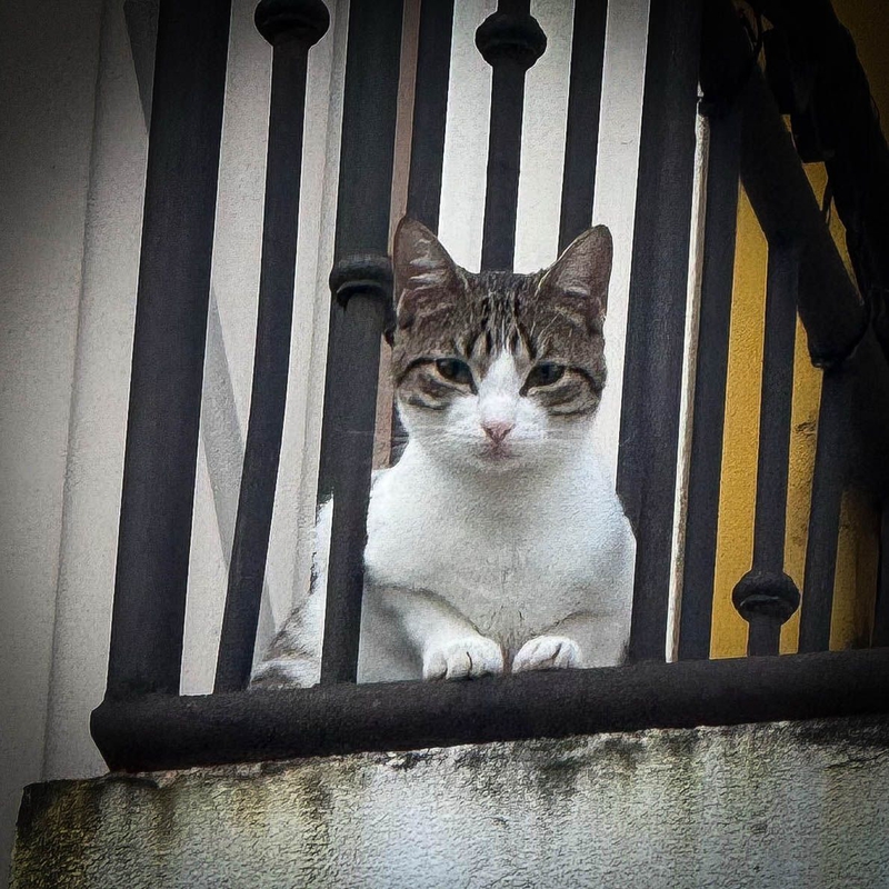 14-cat