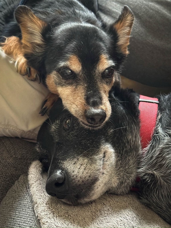 14-dogs