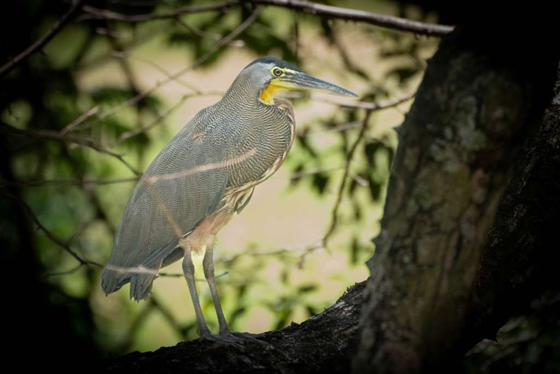 14-heron
