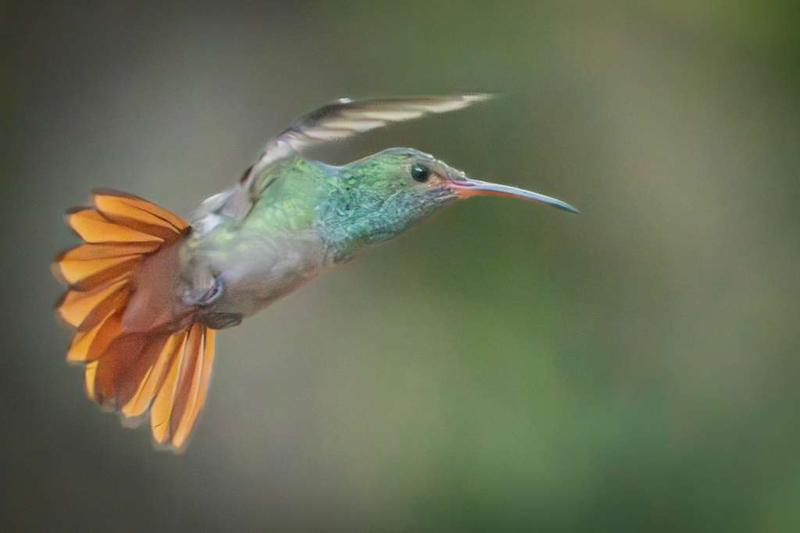 14-hummer