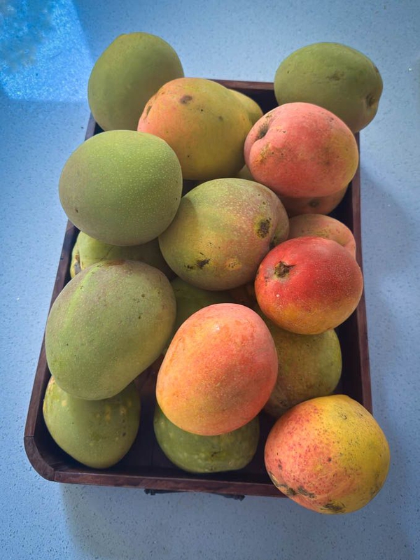 14-mangos