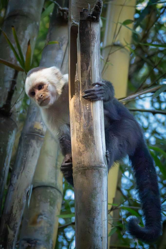 14-monkey