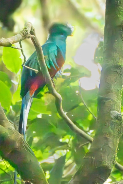 Resplendent Quetzal Male 