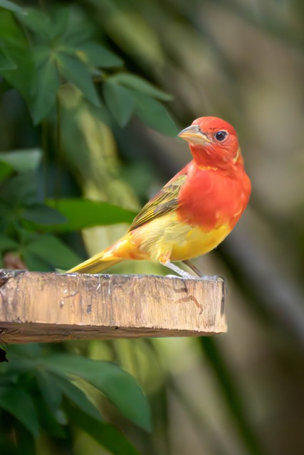 Male Tanager 2