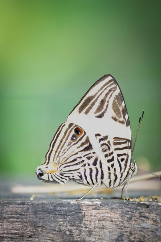 Dirce Butterfly
