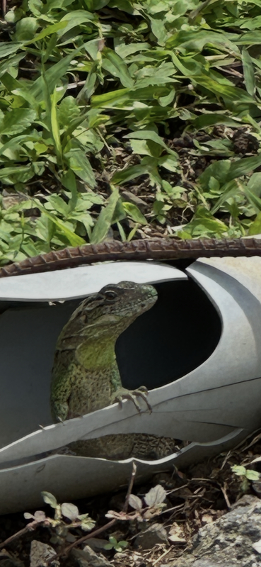 Jack's Lizard