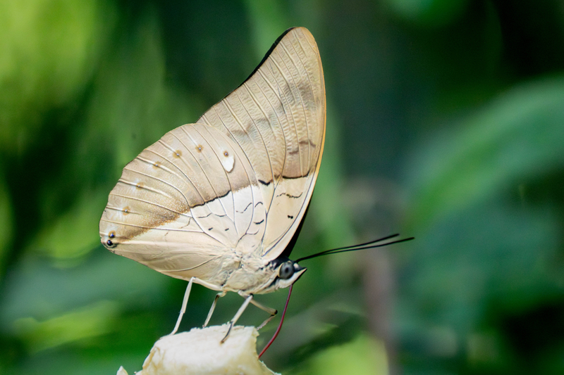 One-Spotted Prepona