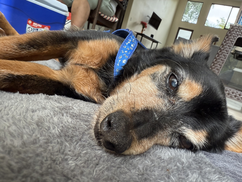 Resting Toby
