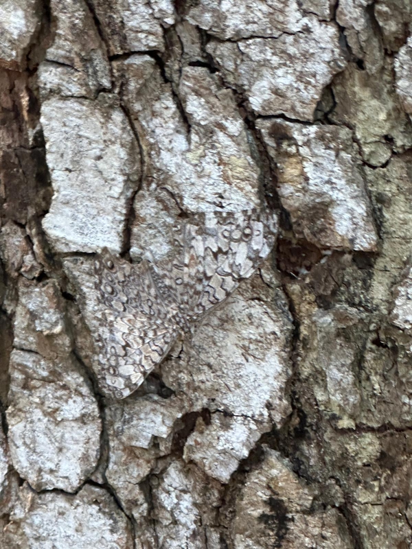 Stony Butterfly